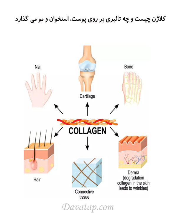 کلاژن چیست و تاثیرات آن