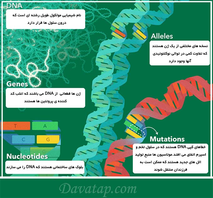 ساختار مولکولی دی ان ای DNA