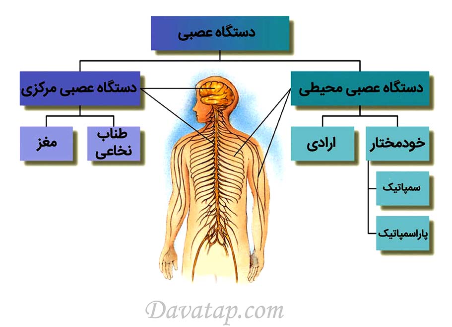 دستگاه سیستم عصبی