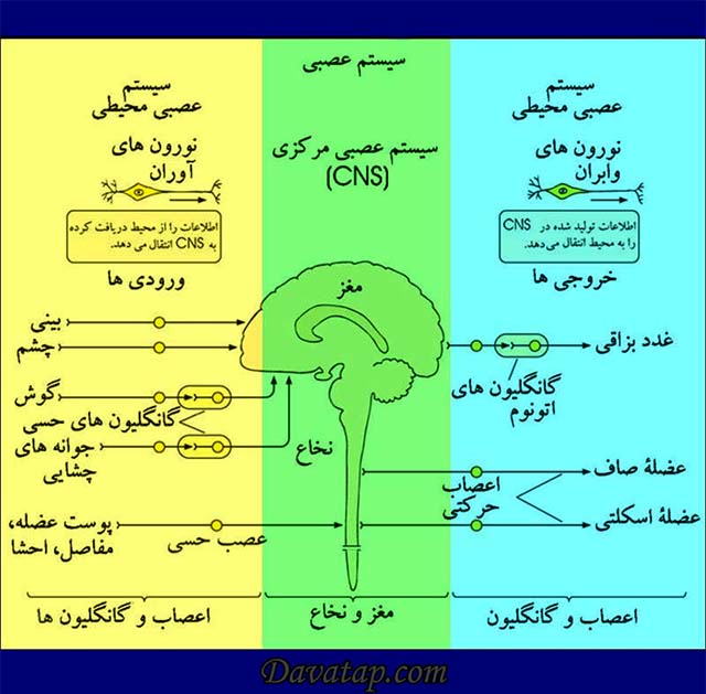 سیستم عصبی بدن