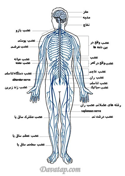 سیستم عصبی