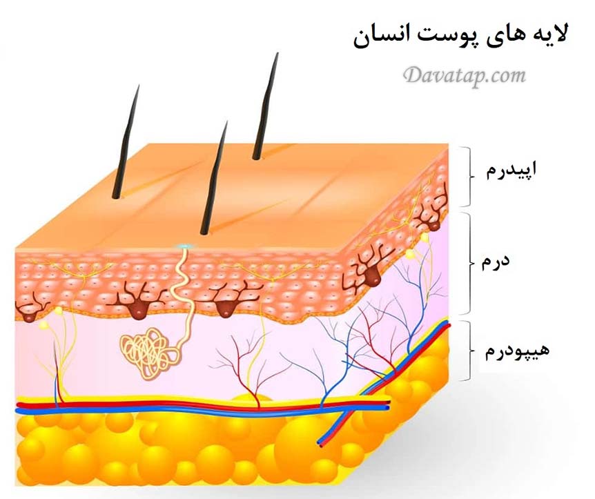 لایه های پوست