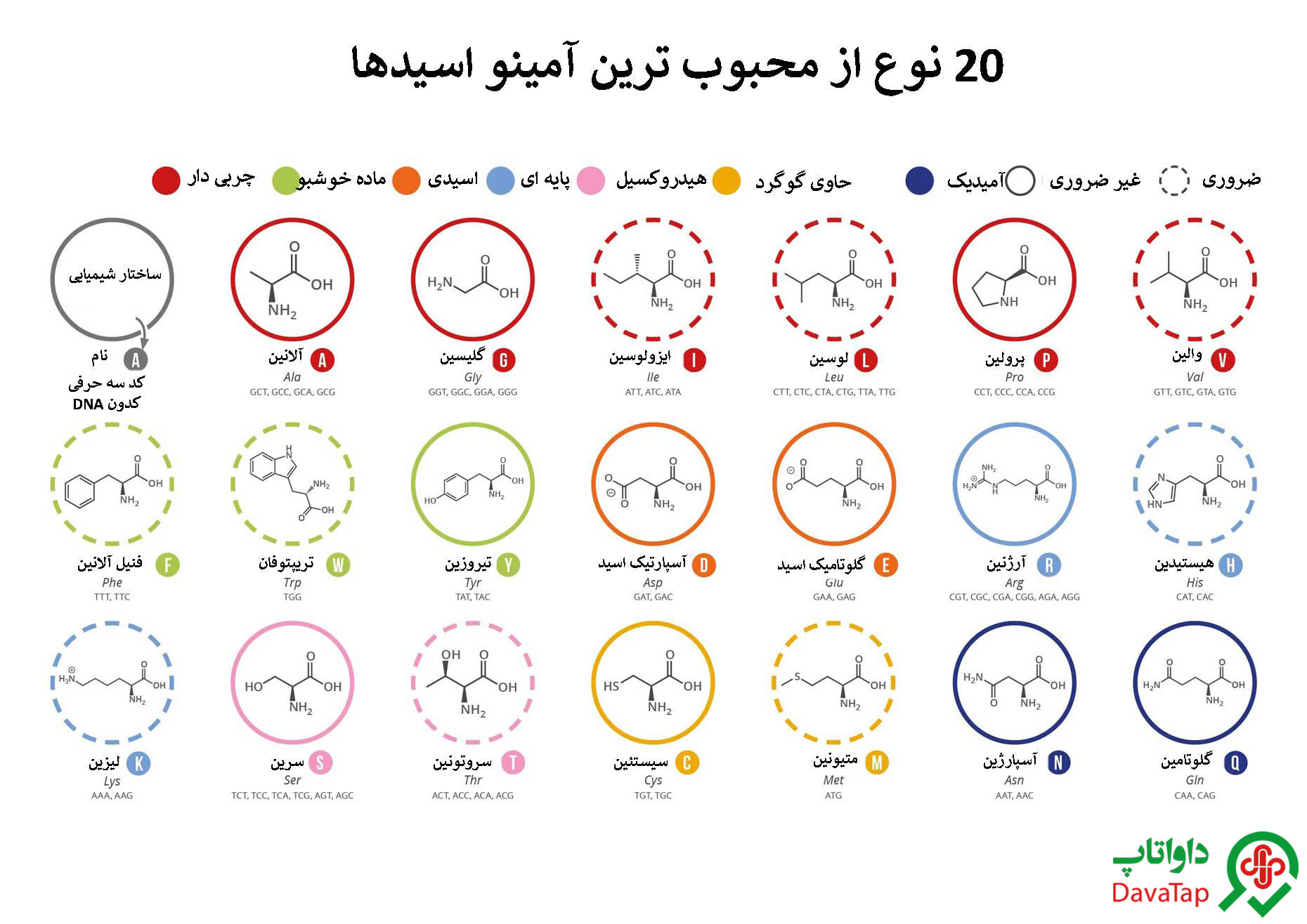 محبوب ترین آمینو اسید ها