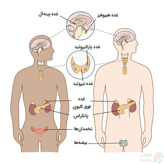 انواع غدد